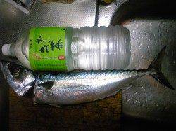 アジュール舞子、ウキ釣りで大サバの釣果☆