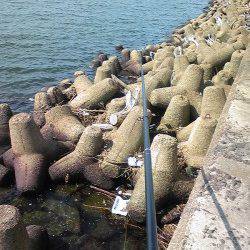 飾磨～広畑　朝の投げ釣りでキス17匹