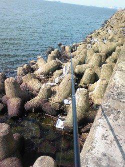飾磨～広畑　朝の投げ釣りでキス17匹