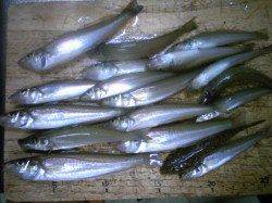 飾磨～広畑　朝の投げ釣りでキス17匹