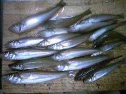 飾磨～広畑　朝の投げ釣りでキス17匹