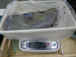 椿　活きアジのエサでアオリイカ2595g