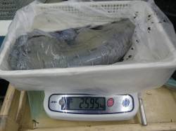 椿　活きアジのエサでアオリイカ2595g