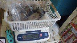 田辺塔島にてエギングの釣果