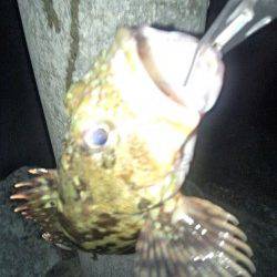 柏漁港　フラットゲーム?でコチ2匹やキスなどで五目達成☆