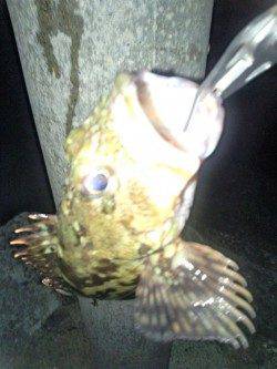 柏漁港　フラットゲーム?でコチ2匹やキスなどで五目達成☆