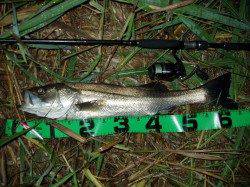 津居山港　雨上がりの円山川でシーバス64cm！