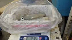 堺漁港　ヤエンでアオリイカの釣果　アタリは…