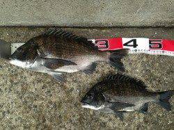 淀川河口　2枚潮がひどい中でも、フカセでチヌ〜47cm3匹