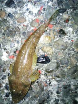 柏漁港　フラットゲーム?でコチ2匹やキスな…