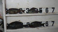 見草　紀州釣りでグレ＆アイゴの釣果