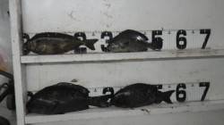 見草　紀州釣りでグレ＆アイゴの釣果