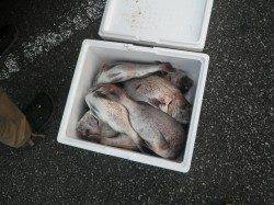 串本の湾内でマダイ爆釣