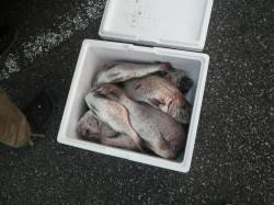 串本の湾内でマダイ爆釣