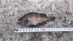 本荘人工島　探り釣りでメバル・ガシラ・ベラの釣果