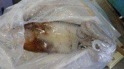 天神崎でヤエンにてGET！アオリ2370g