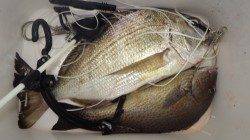 堺堤防　フカセでコロダイ・ヘダイ・マダイ