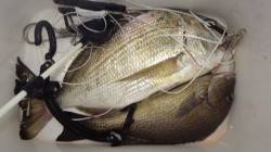 堺堤防　フカセでコロダイ・ヘダイ・マダイ