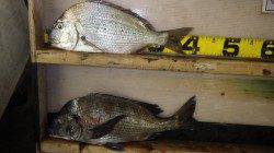 堺漁港　チヌ＆ヘダイの釣果