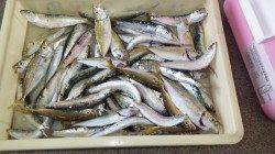 芳養漁港　サビキでマイワシ＆豆アジ50匹