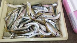 芳養漁港　サビキでマイワシ＆豆アジ50匹