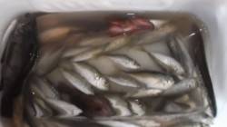 本荘人口島でサビキ釣り、12:00前から時…