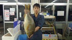 堺の堤防　サバの切り身でタマミ67.5cm