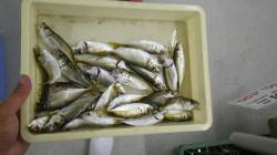 芳養堤防　サビキで豆アジのキッズ釣果