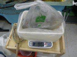 白浜地磯のエギング　2kg弱のgoodアオリで自己新！