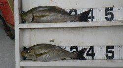 見草　フカセでイサギ37＆40cm