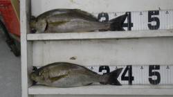 見草 フカセでイサギ37&40cm