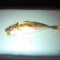 淡輪　アジングで豆アジ狙いもアジ・メバル各1尾