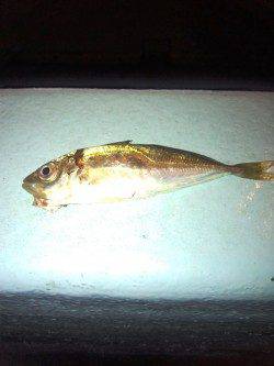 淡輪　アジングで豆アジ狙いもアジ・メバル各1尾