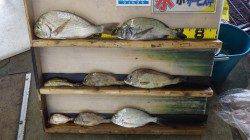 堺漁港でカゴ釣りにてチヌ・ヘダイ・コロダイ