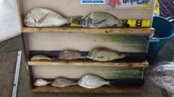 堺漁港でカゴ釣りにてチヌ・ヘダイ・コロダイ…