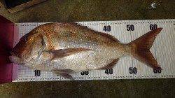 堺漁港　良型マダイの釣果が出てます☆