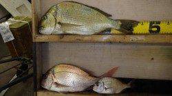 堺漁港　良型マダイの釣果が出てます☆