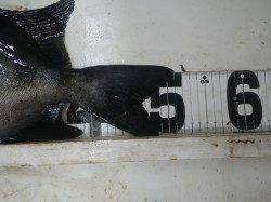 すさみ地磯　イシダイ51cmの釣果