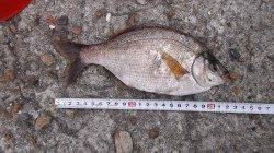 本荘人口島　探り釣りでメバル・ウミタナゴ・アブシン