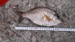 本荘人口島　探り釣りでメバル・ウミタナゴ・…