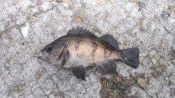 本荘人口島でサビキ釣り、12:00前から時合いでした