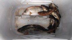 本荘人口島　探り釣りでメバル・ウミタナゴ・アブシン