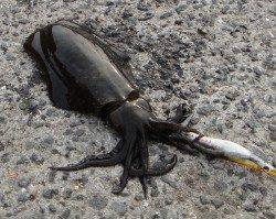 マリーナ海釣り公園、エギングでアオリ＆コウイカＧＥＴ！