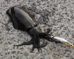 マリーナ海釣り公園、エギングでアオリ＆コウ…