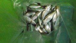 本荘人工島、１時間程の釣行で豆アジ75匹！