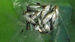 本荘人工島、１時間程の釣行で豆アジ75匹！…