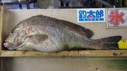 天神崎　フカセでコロダイ64cm