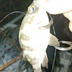 淡輪でアジ調査、釣れるのはもう少し先？