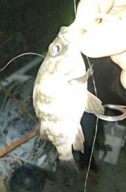 淡輪でアジ調査、釣れるのはもう少し先？