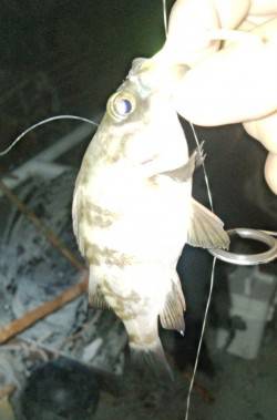 淡輪でアジ調査、釣れるのはもう少し先？